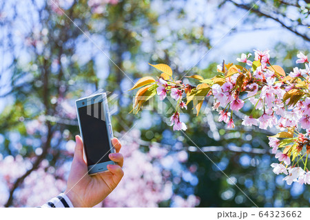 女子 女性 桜 サクラ 春 スマホ 撮る SNS シェア 共有 5G テクノロジー 人物 日本人 女子 女性 桜 サクラ 春 スマホ 撮る SNS シェア 共有 5G テクノロジー 人物 日本人 64323662