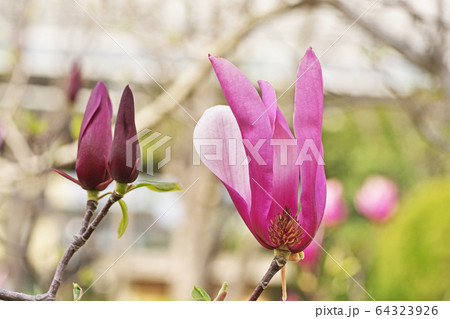 シモクレンの花 64323926