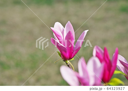 シモクレンの花 64323927