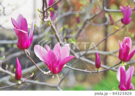 シモクレンの花 64323929