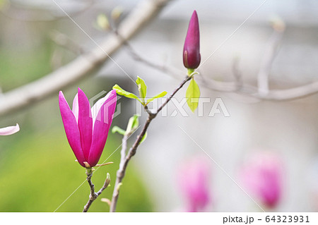 シモクレンの花の写真素材