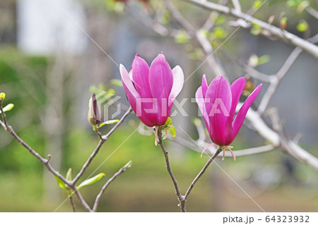 シモクレンの花 64323932