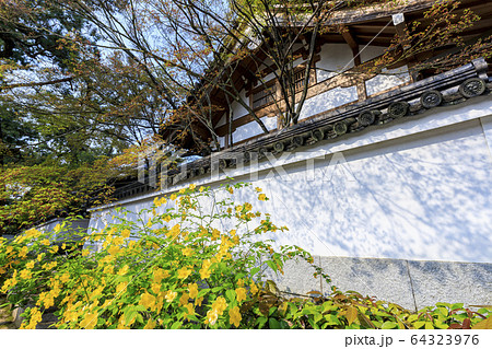 妙心寺 退蔵院 桜 妙心寺 退蔵院 桜 64323976