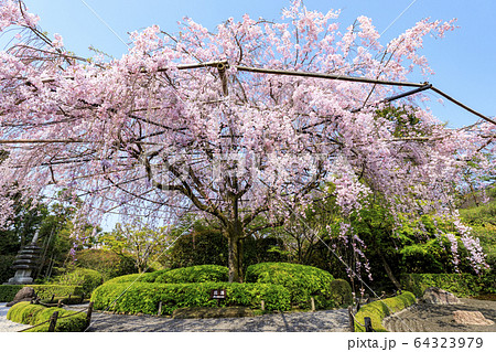 妙心寺 退蔵院 桜 妙心寺 退蔵院 桜 64323979