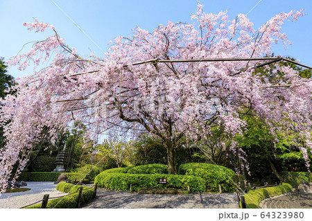 妙心寺 退蔵院 桜の写真素材