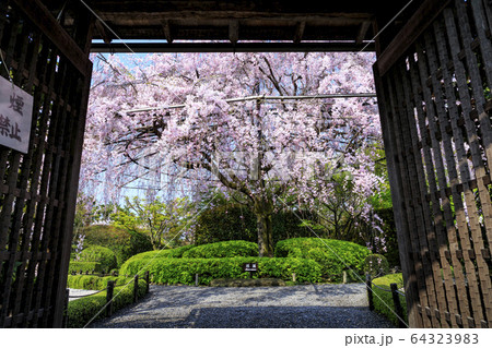 妙心寺　退蔵院　桜 64323983