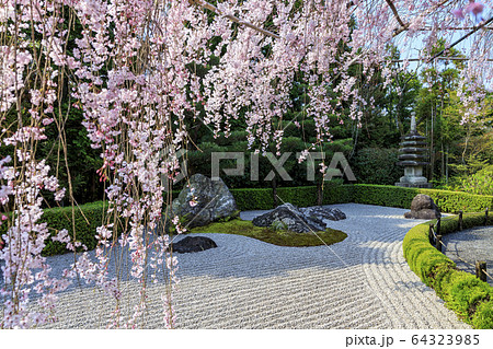 妙心寺　退蔵院　桜 64323985