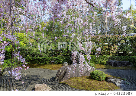 妙心寺 退蔵院 桜 妙心寺 退蔵院 桜 64323987