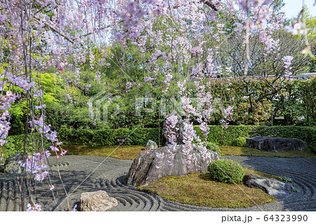 妙心寺　退蔵院　桜 64323990