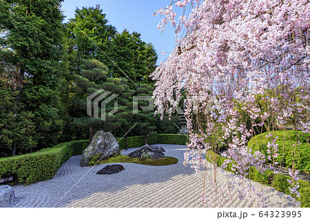 妙心寺　退蔵院　桜 64323995