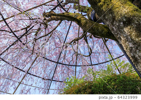 妙心寺 退蔵院 桜 妙心寺 退蔵院 桜 64323999