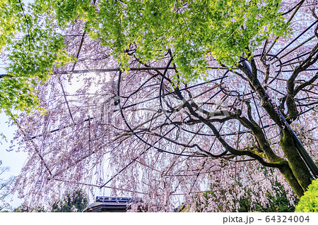 妙心寺 退蔵院 桜 妙心寺 退蔵院 桜 64324004