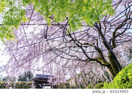 妙心寺　退蔵院　桜 64324005