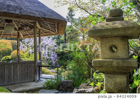 妙心寺 退蔵院 桜 妙心寺 退蔵院 桜 64324009