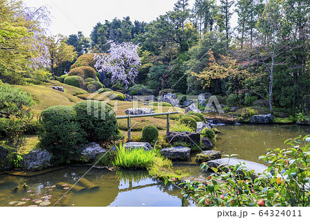 妙心寺 退蔵院 桜 妙心寺 退蔵院 桜 64324011