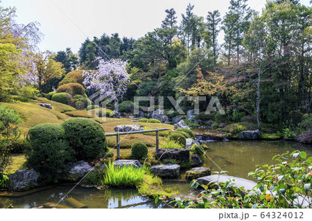 妙心寺　退蔵院　桜 64324012