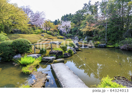妙心寺　退蔵院　桜 64324013