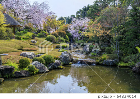 妙心寺　退蔵院　桜 64324014
