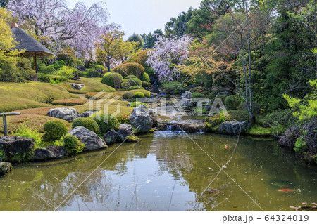 妙心寺　退蔵院　桜 64324019