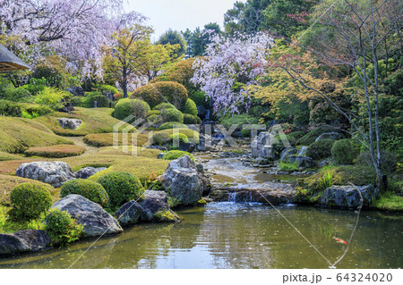 妙心寺　退蔵院　桜 64324020