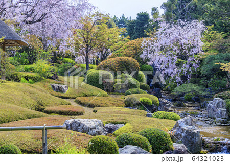 妙心寺　退蔵院　桜 64324023