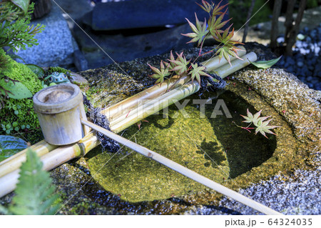妙心寺 退蔵院 桜 妙心寺 退蔵院 桜 64324035