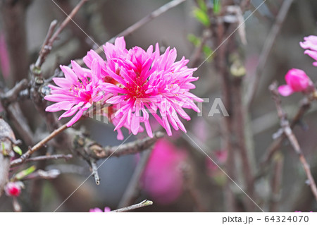 ピンクのキクモモの花 ピンクのキクモモの花 64324070