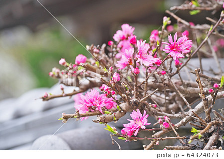 ピンクのキクモモの花 ピンクのキクモモの花 64324073