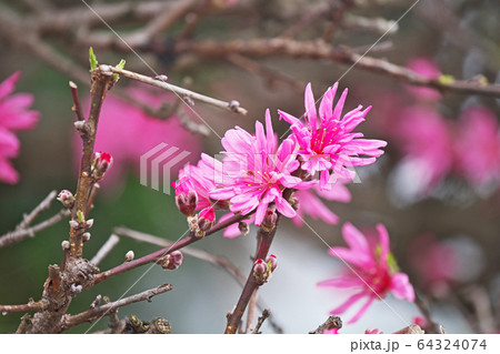 ピンクのキクモモの花 ピンクのキクモモの花 64324074