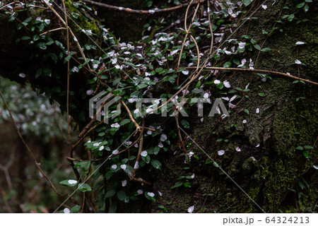 散った桜の花びら 64324213