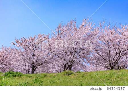 小松川千本桜 64324337