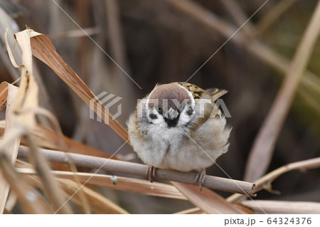 スズメ スズメ 64324376