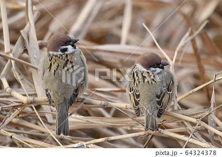 スズメ スズメ 64324378
