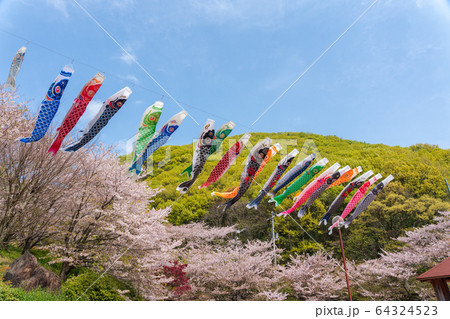 桜と鯉のぼり 64324523
