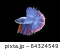 Siamese fighting fish movement on black background. 64324549