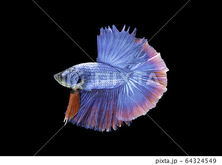 Siamese fighting fish movement on black background. 64324549