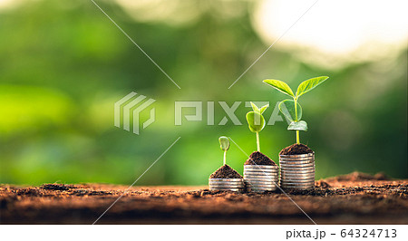 Three saplings are growing on the soil and a 64324713