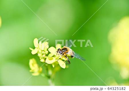 アシブトハナアブ 64325182
