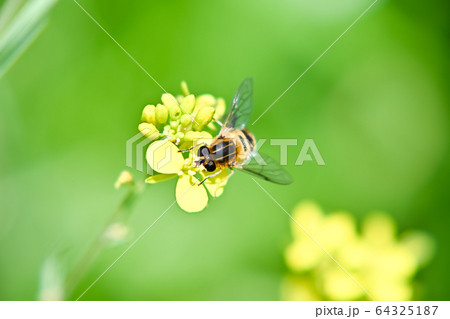 アシブトハナアブ 64325187