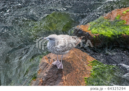 black-backed seagull on stone with green algae and 64325294