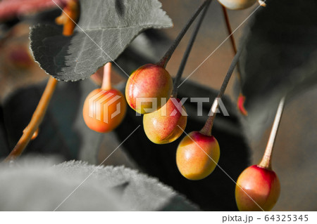 five still unripe young orange red cherries, five still unripe young orange red cherries, 64325345