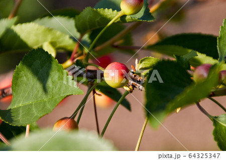 one still unripe young orange red cherry one still unripe young orange red cherry 64325347