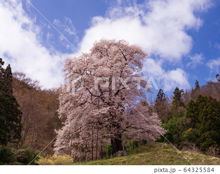 [福島県]_秋山の駒桜_02 64325584