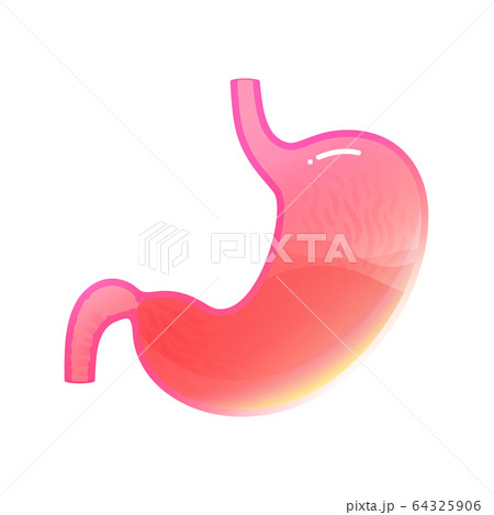Vector isolated illustration of stomach Vector isolated illustration of stomach 64325906