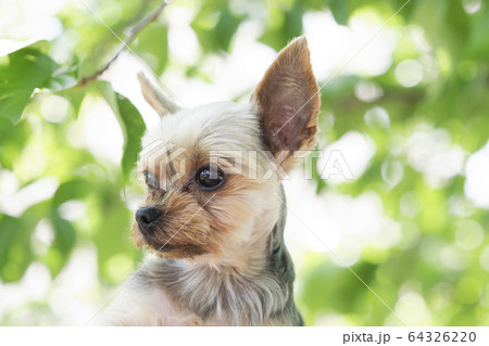 抱き上げられたヨークシャテリア 抱き上げられたヨークシャテリア 64326220