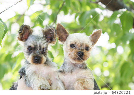 2匹のヨークシャテリア 2匹のヨークシャテリア 64326221
