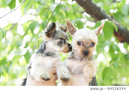 2匹のヨークシャテリア 2匹のヨークシャテリア 64326334