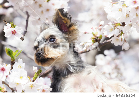 桜とヨークシャテリア 桜とヨークシャテリア 64326354