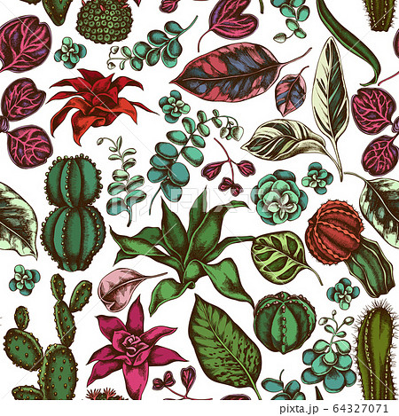Seamless pattern with hand drawn colored ficus, iresine, kalanchoe, calathea, guzmania, cactus 64327071