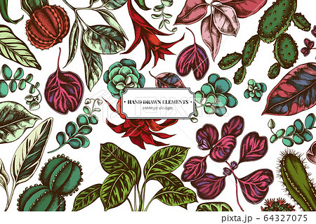 Floral design with colored ficus, iresine, kalanchoe, calathea, guzmania, cactus 64327075